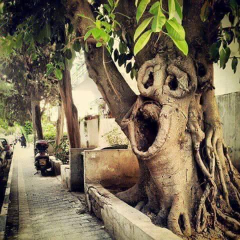 pohon kok bisa ya © 2016 brilio.net