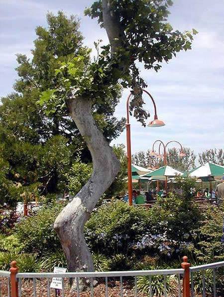 pohon kok bisa ya © 2016 brilio.net