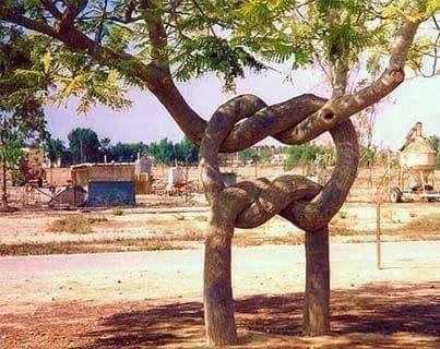 pohon kok bisa ya © 2016 brilio.net