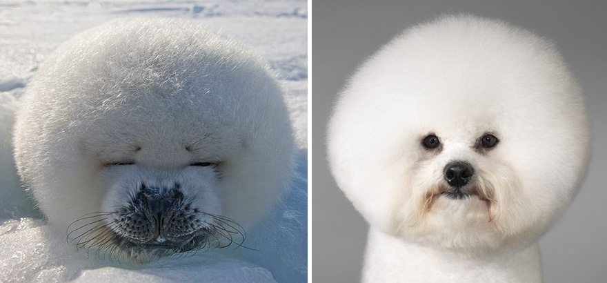 15 Foto ini buktikan anjing laut ternyata saudara kembar anjing