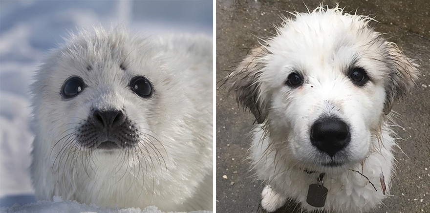 15 Foto ini buktikan anjing laut ternyata saudara kembar anjing