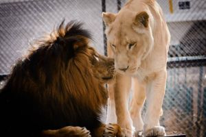 Singa jantan sekarat ini kembali sehat ketika miliki pasangan