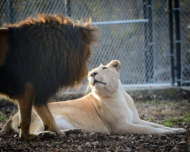 Singa jantan sekarat ini kembali sehat ketika miliki pasangan