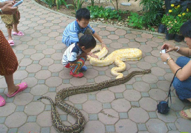 Kates Thailand © 2016 brilio.net