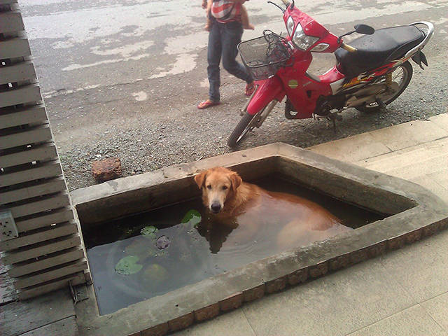 Kates Thailand © 2016 brilio.net