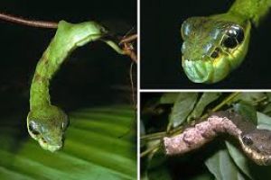 Ulat ini sering disangka ular, menyeramkan!