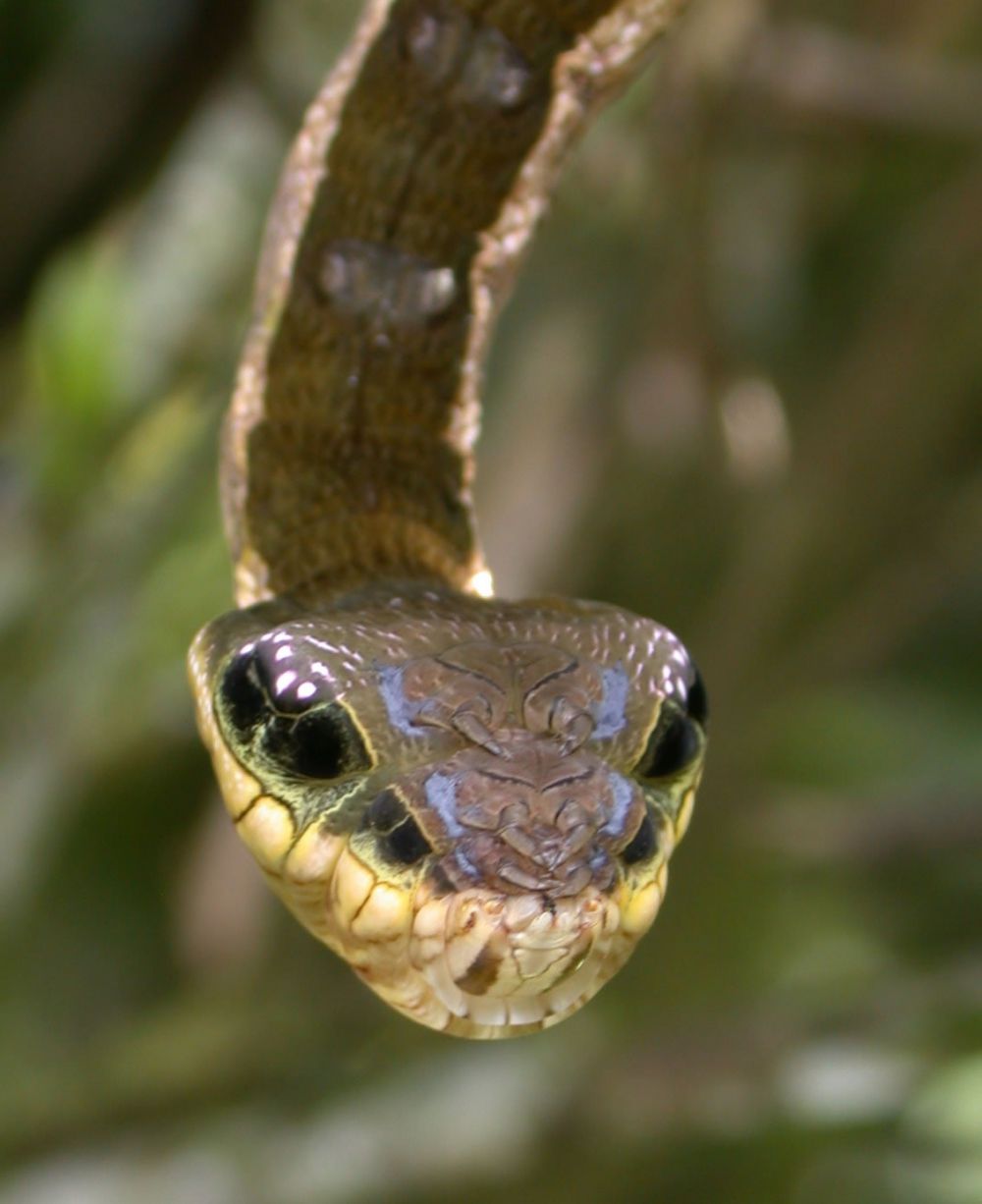 Ulat ini sering disangka ular, menyeramkan!