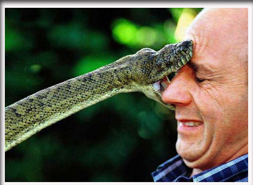 Ular Nyerang © 2016 brilio.net Ular Nyerang © 2016 brilio.net