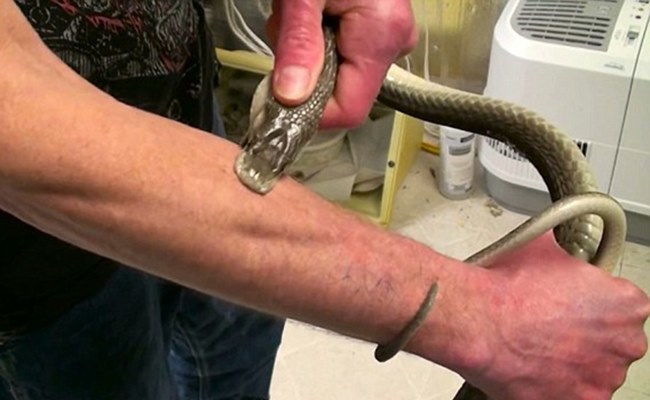 Ular Nyerang © 2016 brilio.net Ular Nyerang © 2016 brilio.net