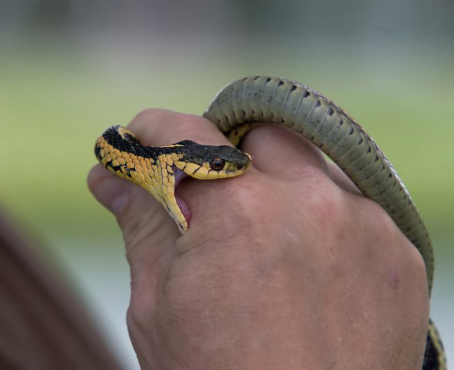 Ular Nyerang © 2016 brilio.net Ular Nyerang © 2016 brilio.net