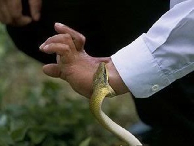 Ular Nyerang © 2016 brilio.net Ular Nyerang © 2016 brilio.net