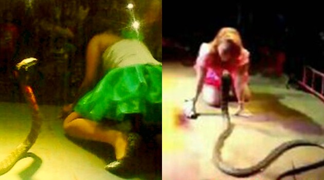 Ular Nyerang © 2016 brilio.net Ular Nyerang © 2016 brilio.net