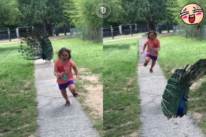 16 Foto editan anak kecil dikejar burung merak ini kocak bikin ngakak!