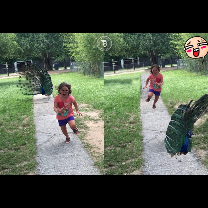 55 Tebak Gambar Burung Merak Sepeda HD Terbaru