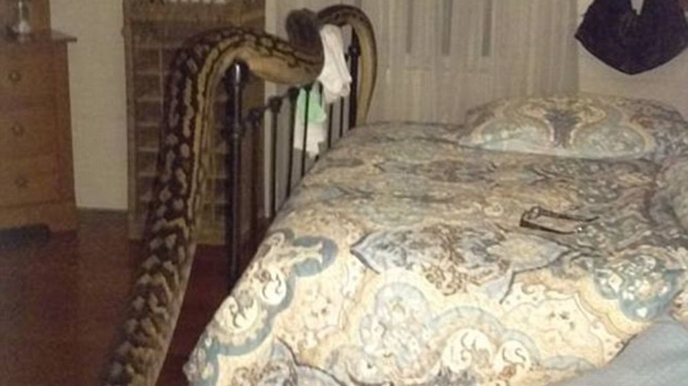 Phyton Australi © 2016 brilio.net