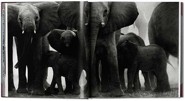 12 Foto menakjubkan alam liar Afrika era 1960an, langka nih!