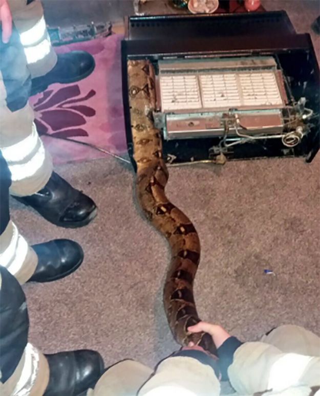 Petugas pemadam kebakaran ini selamatkan ular boa sepanjang 3 meter