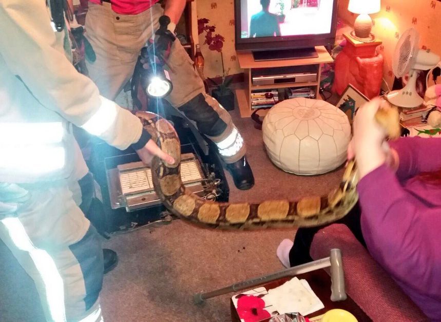 Petugas pemadam kebakaran ini selamatkan ular boa sepanjang 3 meter