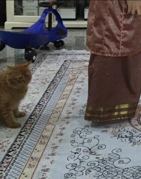 kucing sungkem © 2016 brilio.net kucing sungkem © 2016 brilio.net