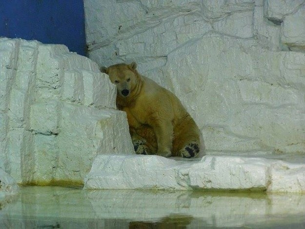 Berusia 30 tahun, beruang kutub paling sedih sedunia meninggal