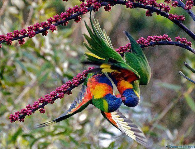 burung cantik © 2016 brilio.net