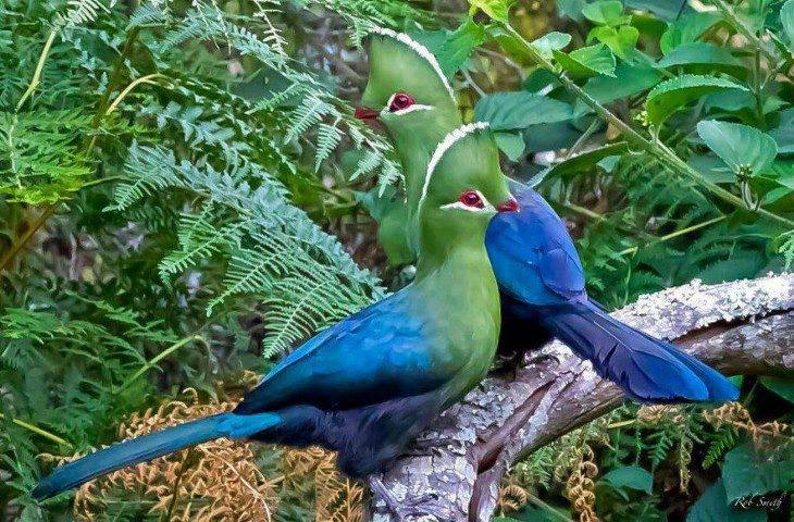 12 Foto sepasang burung ini romantis banget, jomblo dilarang iri! 