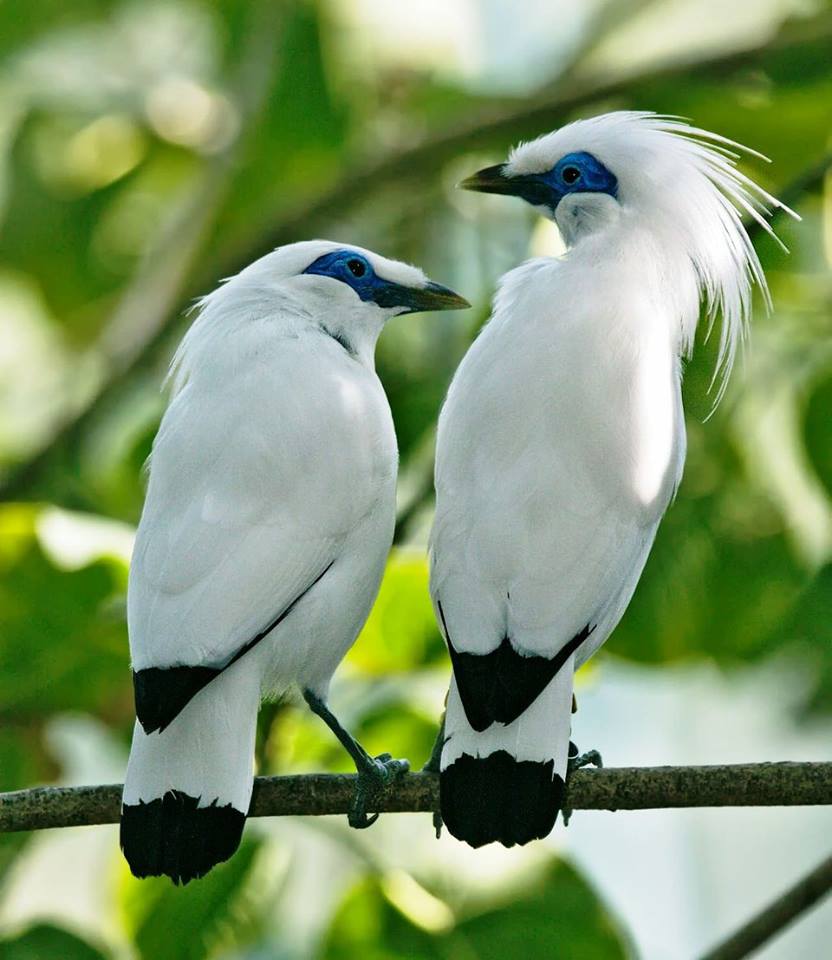 12 Foto sepasang burung ini romantis banget, jomblo dilarang iri! 