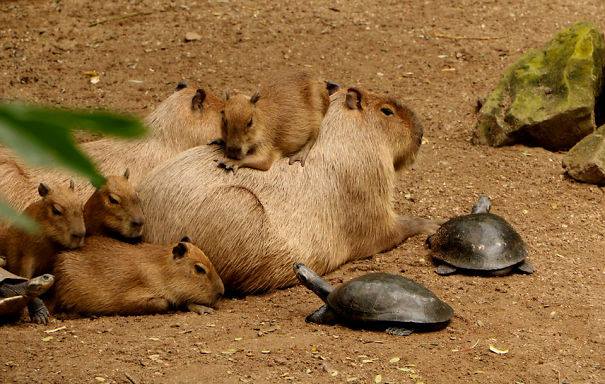 Capybara © 2016 brilio.net