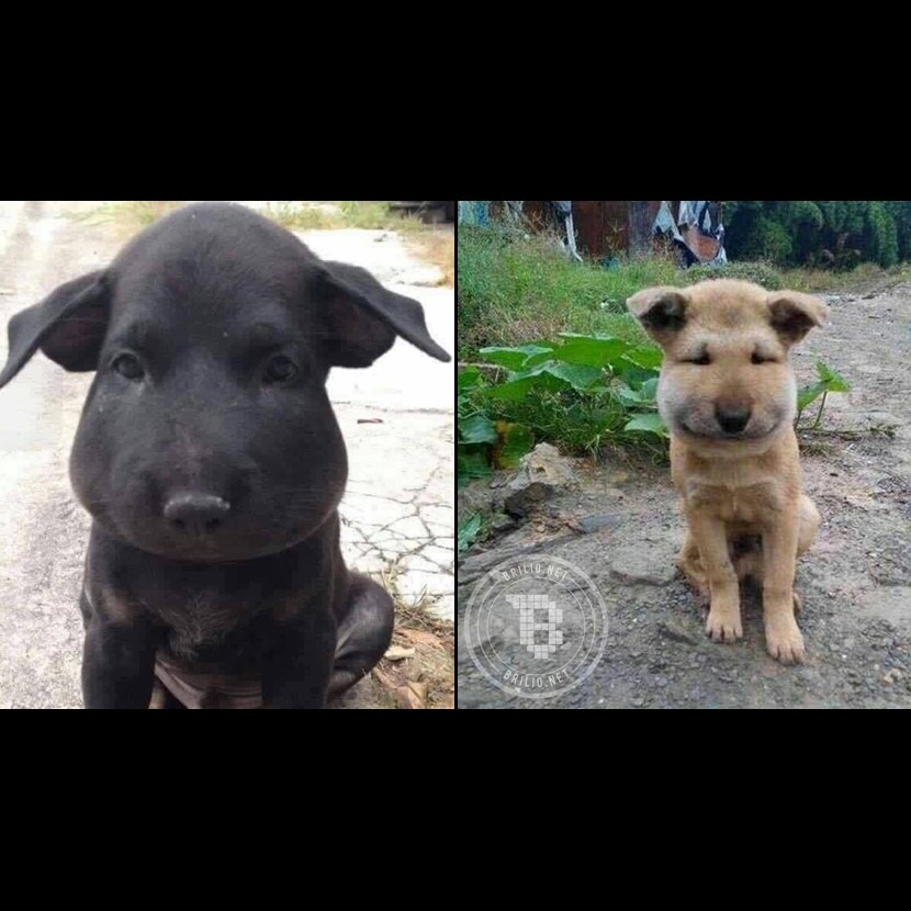 Akibat Terlalu Kepo Muka Dua Ekor Anjing Ini Jadi Aneh Kenapa Ya