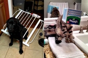 16 Foto hewan terjepit benda ini bikin kasihan, tapi juga kocak!