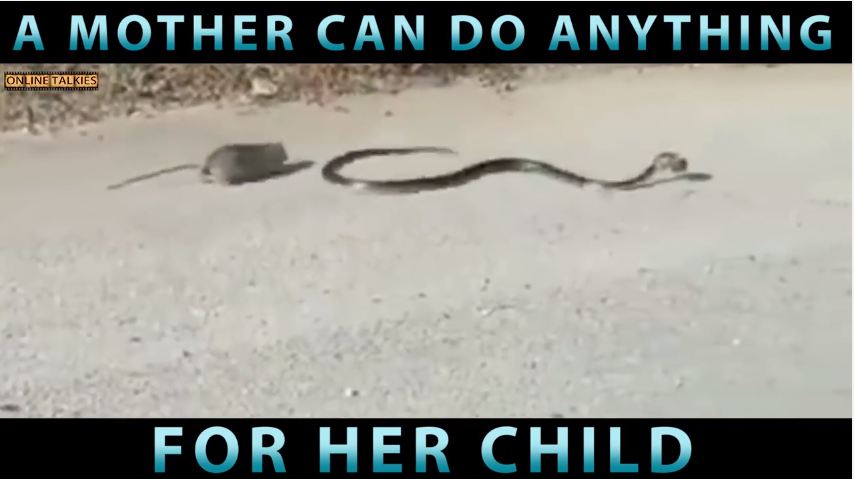 Perjuangan induk tikus lawan ular yang menggigit anaknya ini dramatis!