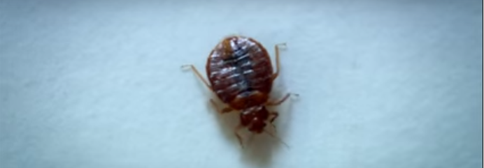 benda seram telinga © 2016 brilio.net benda seram telinga © 2016 brilio.net