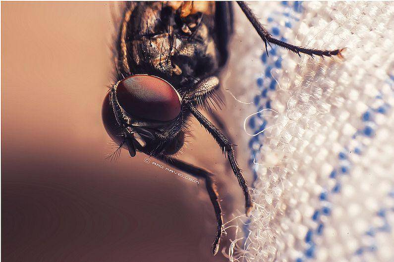 benda seram telinga © 2016 brilio.net benda seram telinga © 2016 brilio.net