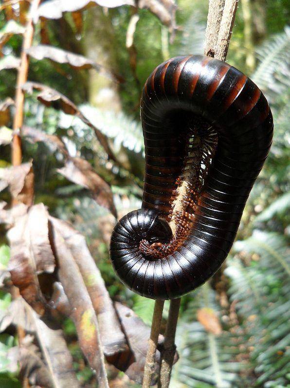 benda seram telinga © 2016 brilio.net benda seram telinga © 2016 brilio.net