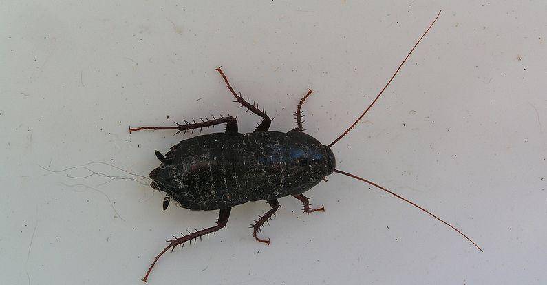 benda seram telinga © 2016 brilio.net benda seram telinga © 2016 brilio.net