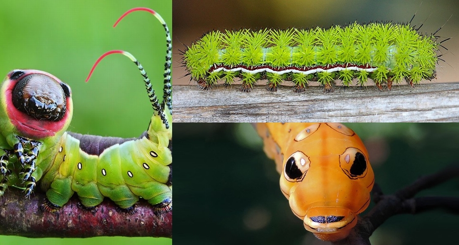 Penampakan 19 ulat bulu ini eksotis, bikin geli tapi pengen lihat lagi