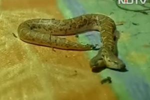 Ular berkepala dua ini berkeliaran di dekat rumah warga, duh ngeri!