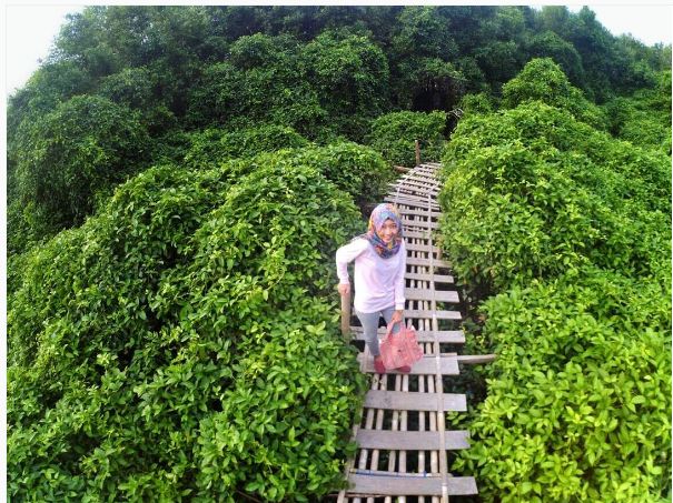 mangrove kulonprogo © 2016 brilio.net