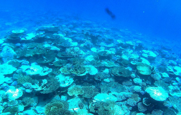 10 Foto keindahan bawah laut Pantai Iboih, bikin pengen snorkeling!