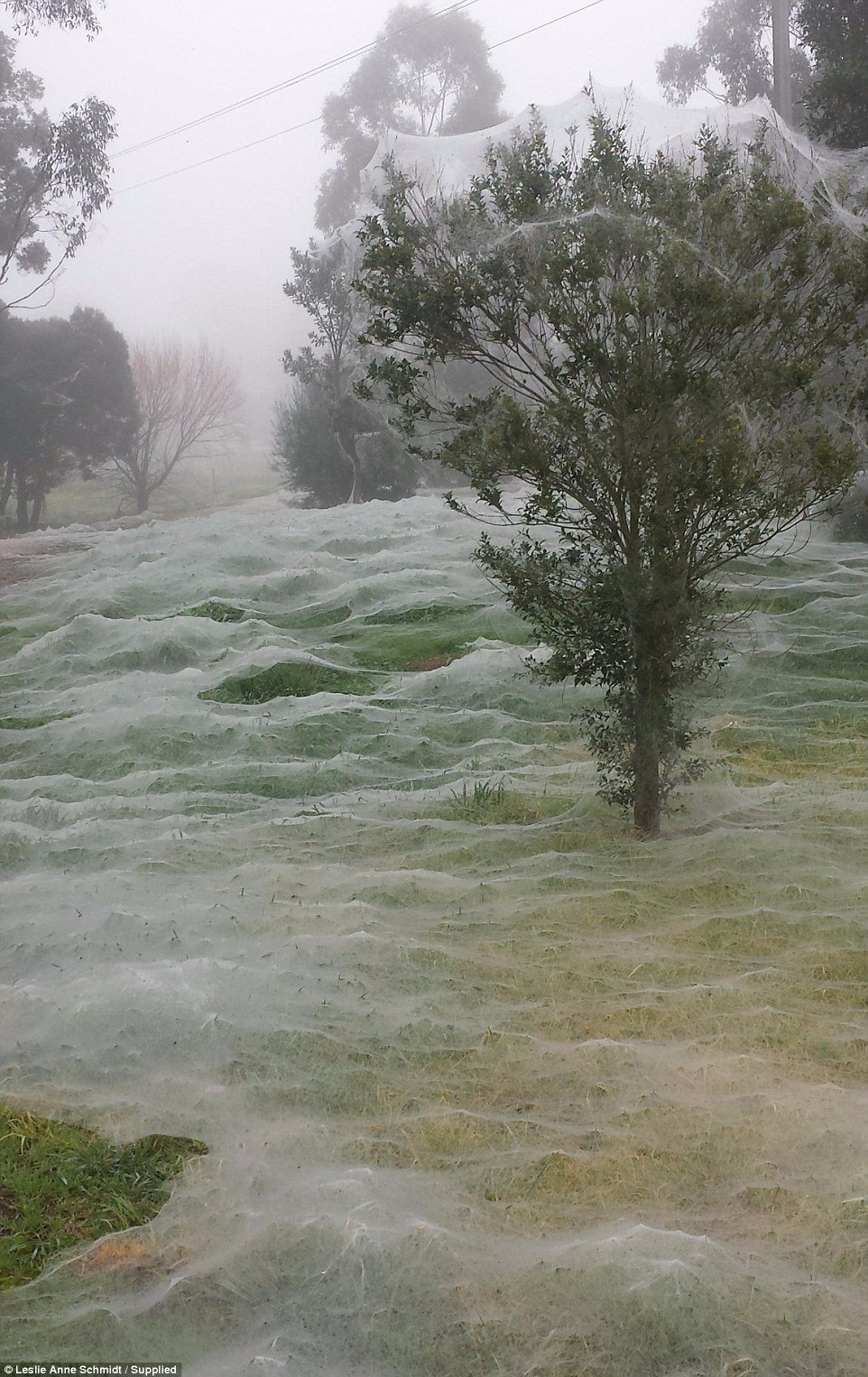 Ngeri, taman ini diselimuti jaring laba-laba, berani ke sana?