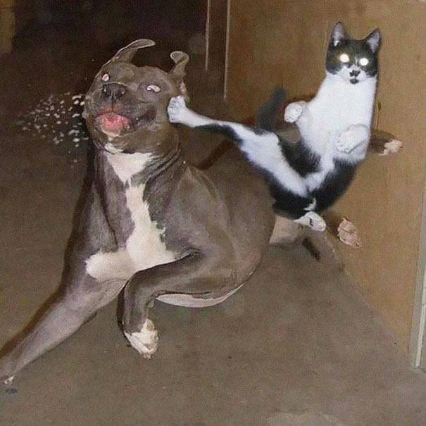 kucing ninja & agen rahasia © 2016 brilio.net