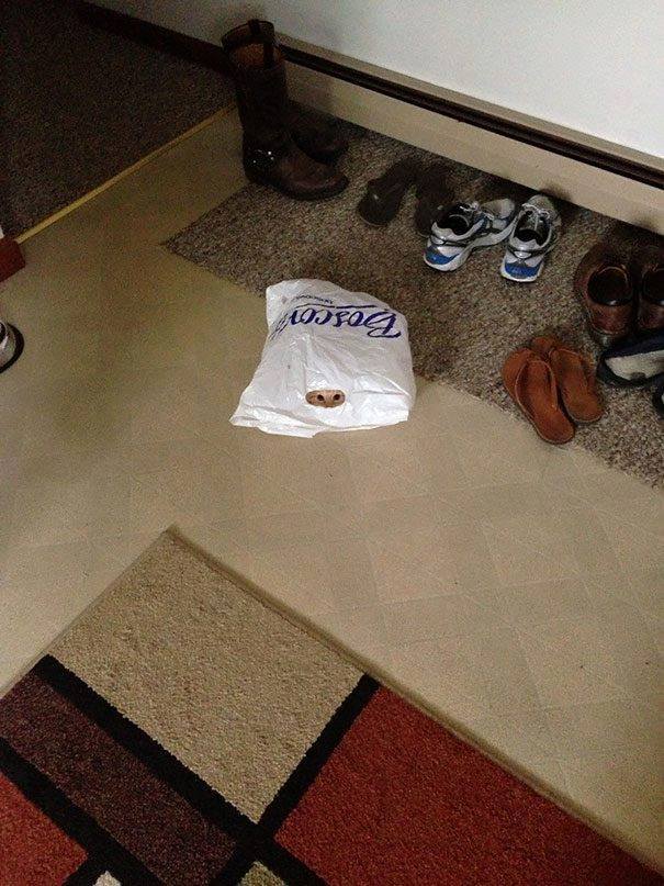 kucing ninja & agen rahasia © 2016 brilio.net