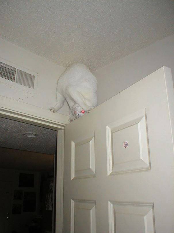 kucing ninja & agen rahasia © 2016 brilio.net