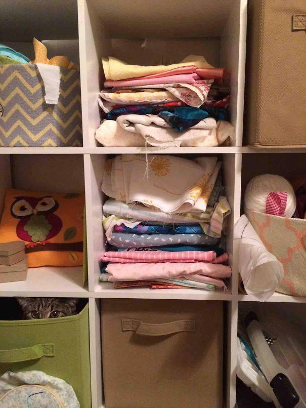 kucing ninja & agen rahasia © 2016 brilio.net