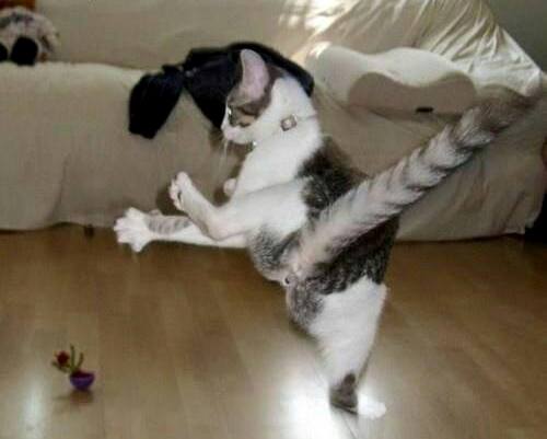 kucing ninja & agen rahasia © 2016 brilio.net