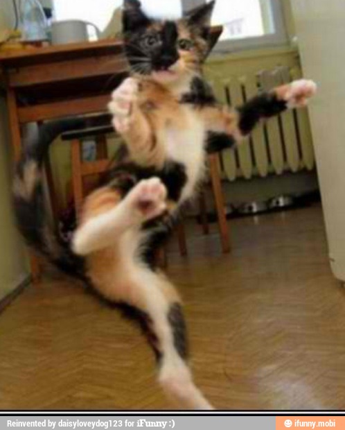 kucing ninja & agen rahasia © 2016 brilio.net