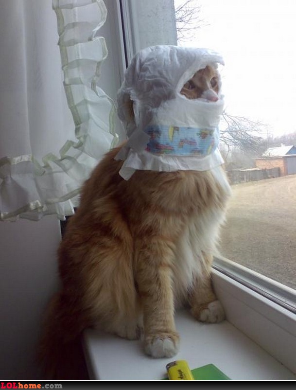 kucing ninja & agen rahasia © 2016 brilio.net