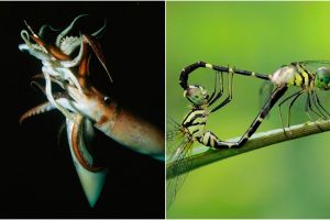  5 Hewan ini punya cara kawin paling unik di dunia