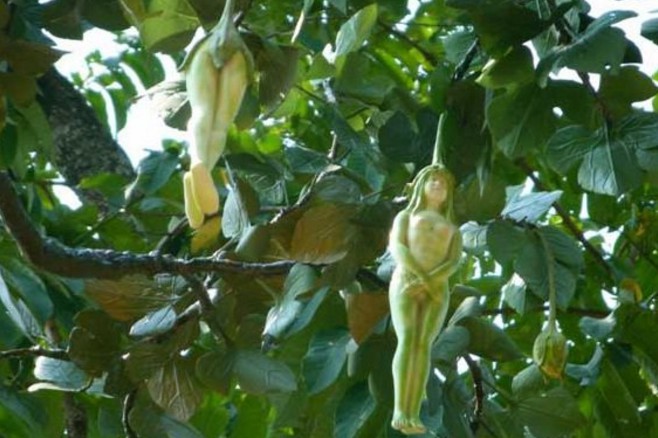 Pohon ini punya buah berbentuk postur tubuh wanita