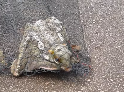 Hewan ini bikin heboh warga, bentuknya mirip Pokemon!